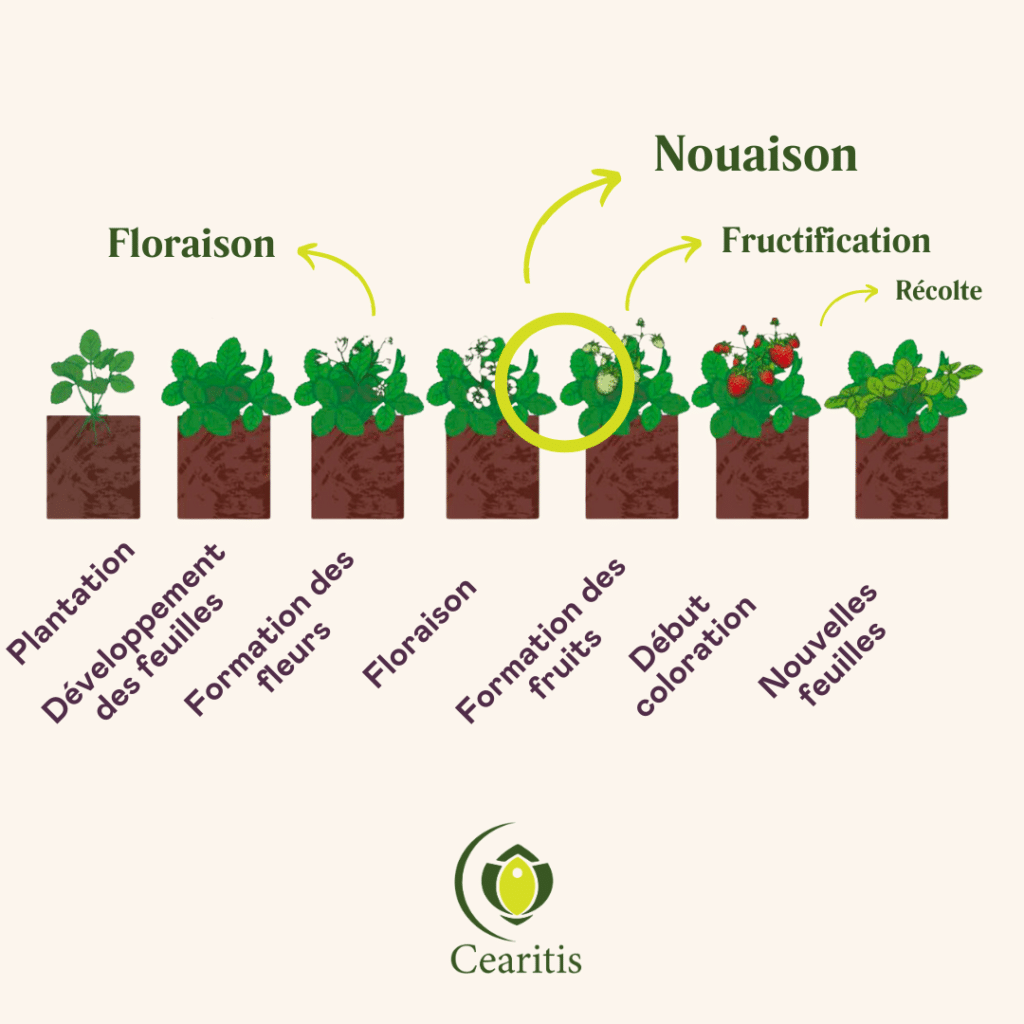 Explication du cycle de la fraise